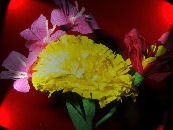 pologne, fleurs en papier